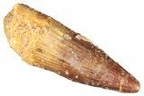 Fossil Juvenile Spinosaurus Tooth - Real Dinosaur Tooth #268738-1